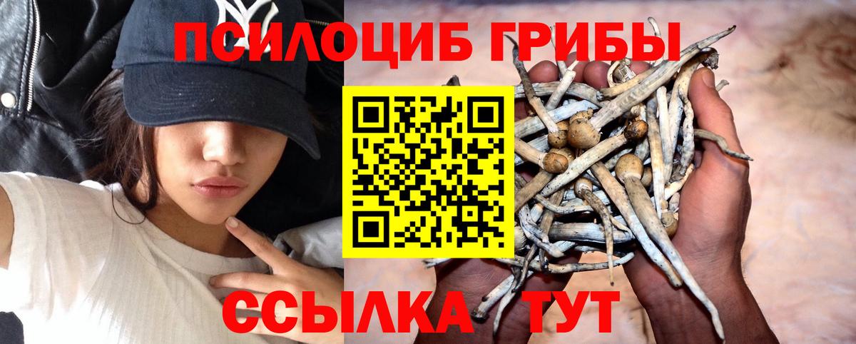 Новокубанск  Галлюциногенные грибы Psilocybe  Вход с VPN 